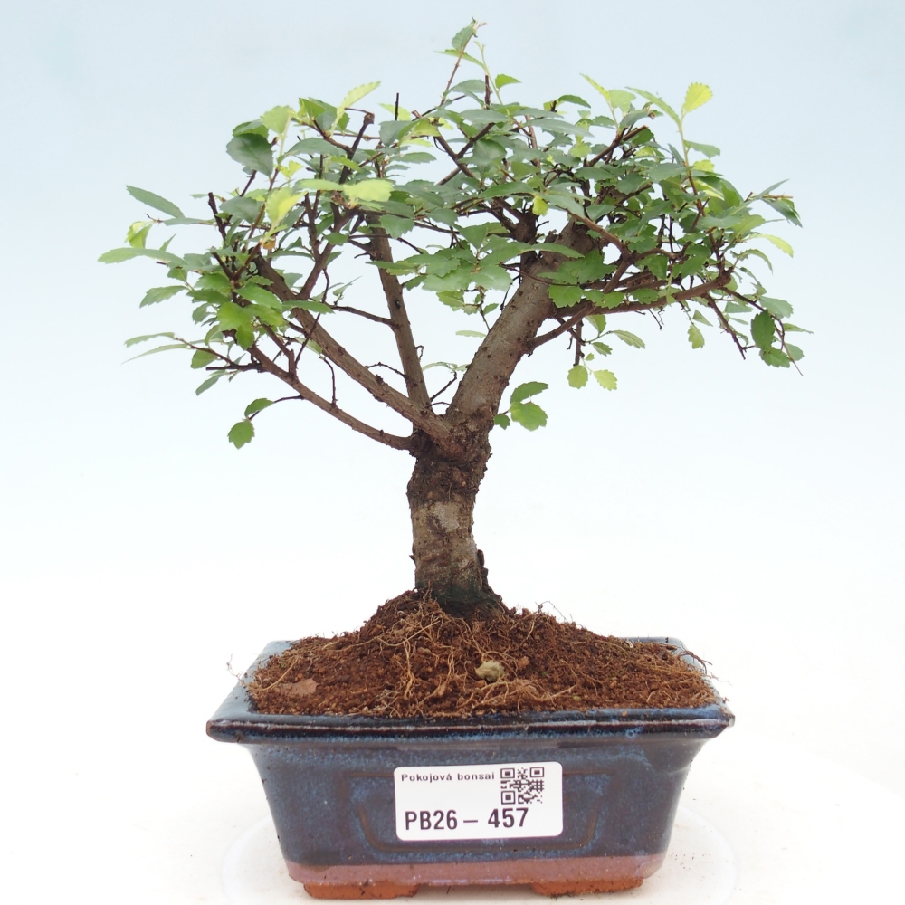 Zimmerbonsai - Ulmus parvifolia - Kleinblättrige Ulme