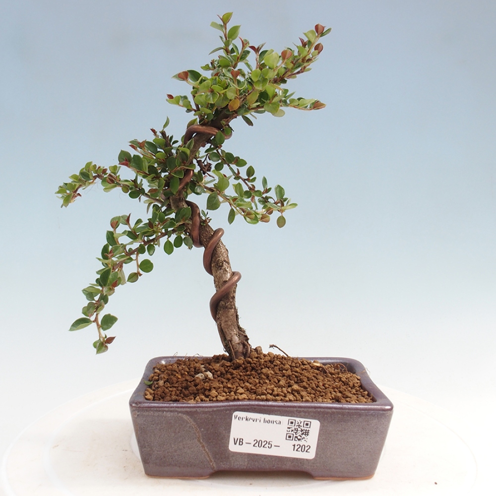 Freiland-Bonsai-Cotoneaster horizontalis - Rocky Mountain