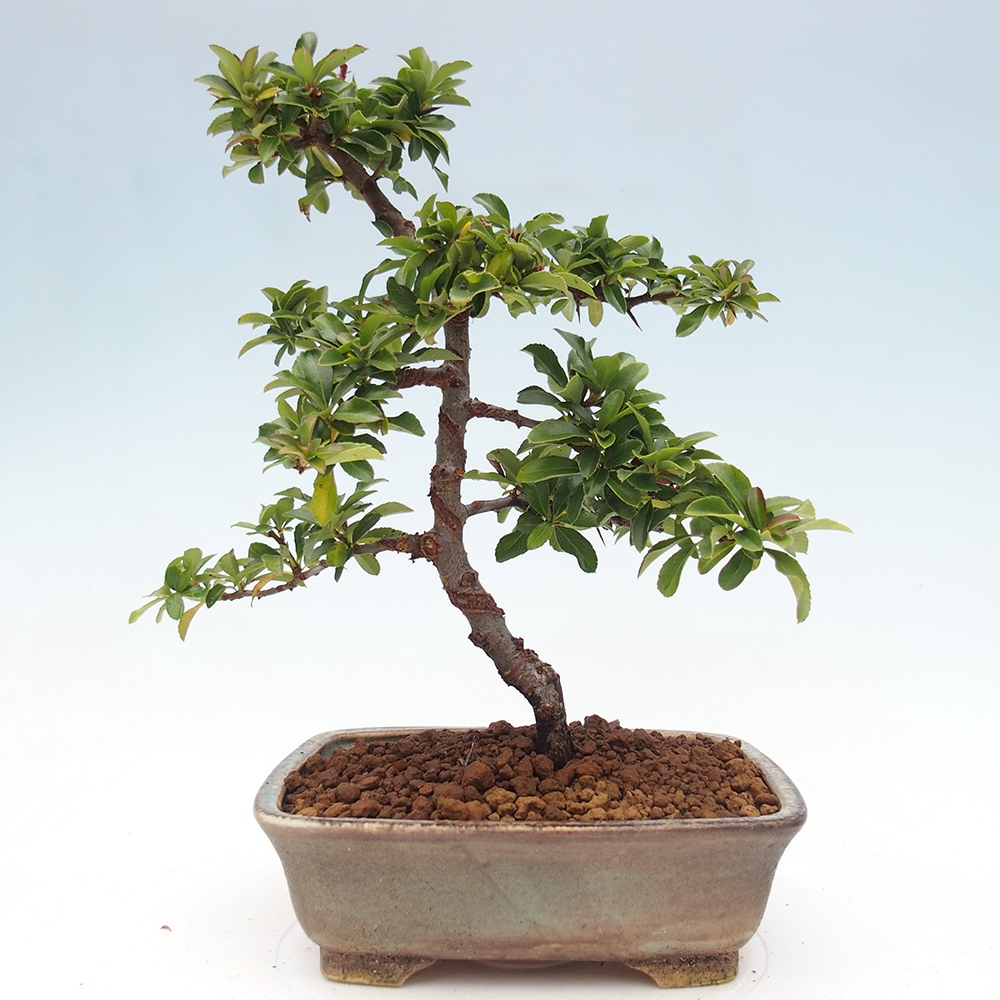 Freiland-Bonsai-Pyracantha Teton -Hlox