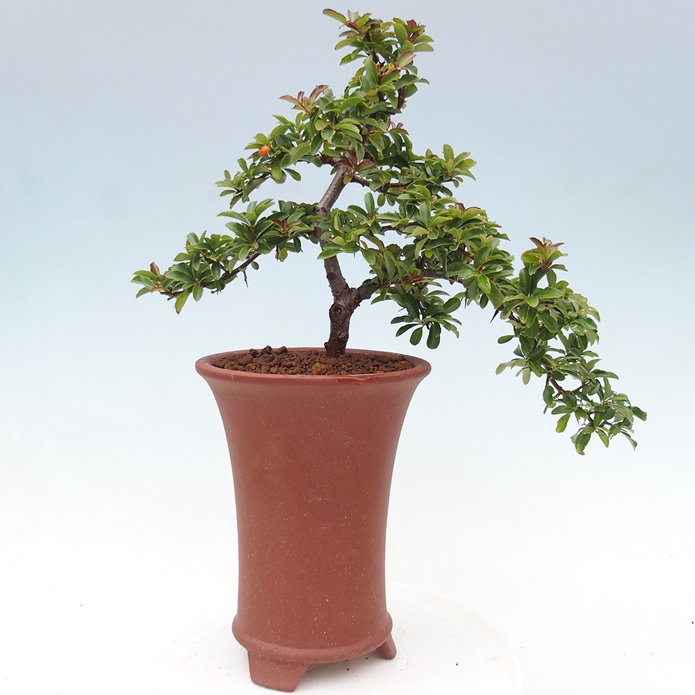 Freiland-Bonsai-Pyracantha Teton -Hlox