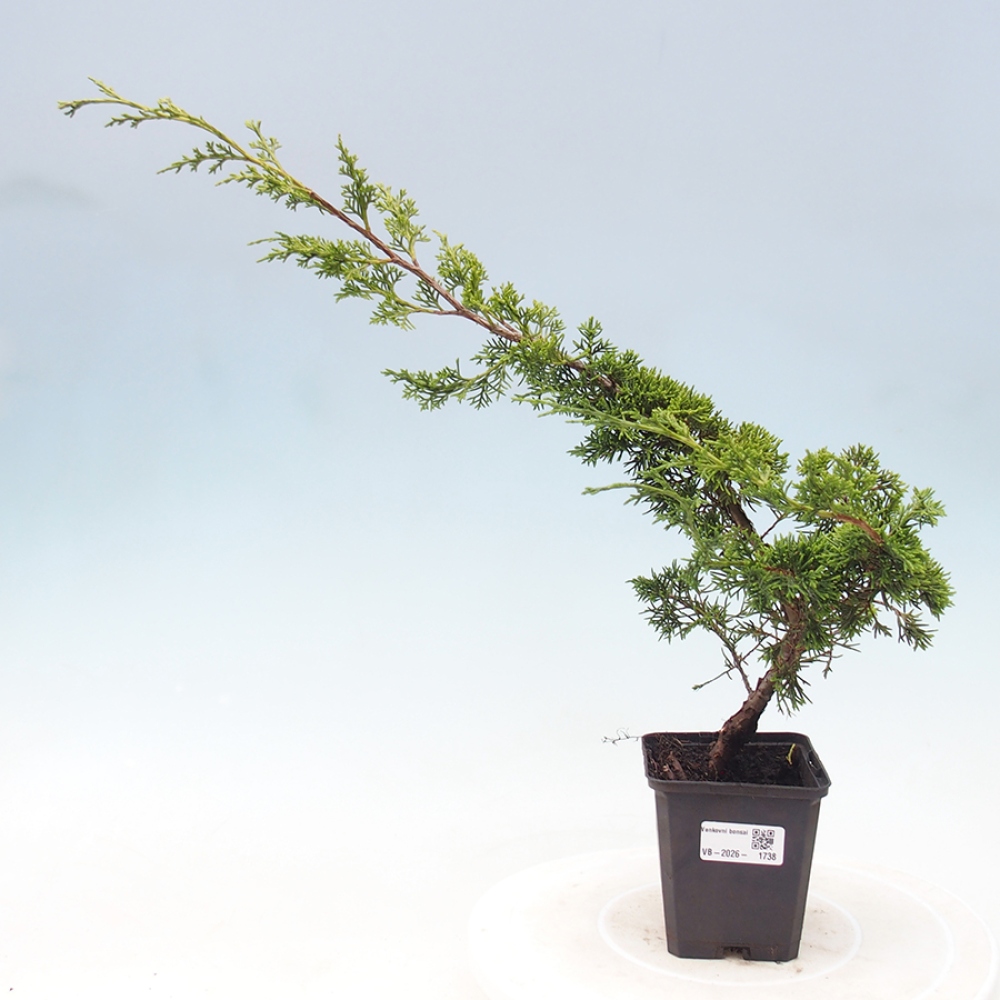 Bonsai für draußen - Juniperus chinensis Itoigawa