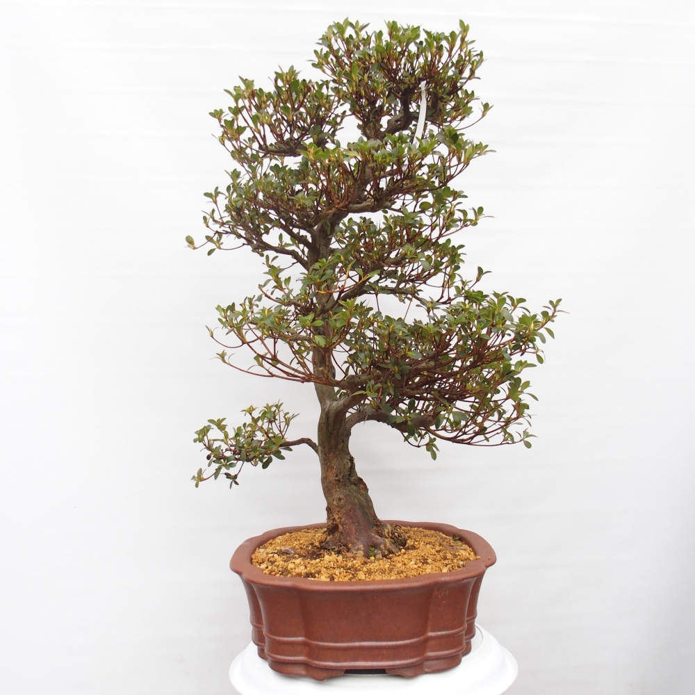 Bonsai für draußen - Japanische Azalee - Azalea Sansei