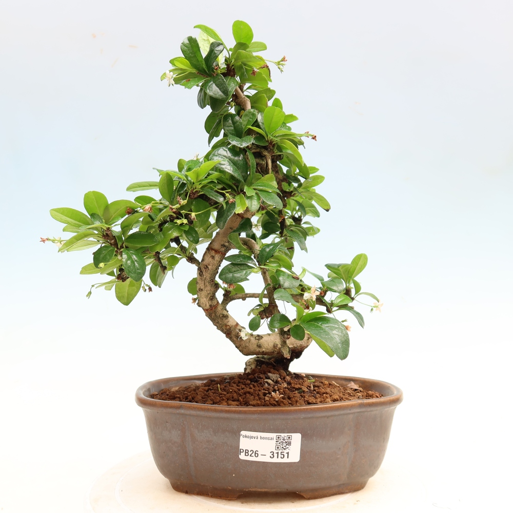 Zimmer-Bonsai - Carmona macrophylla - Tee-Fuki