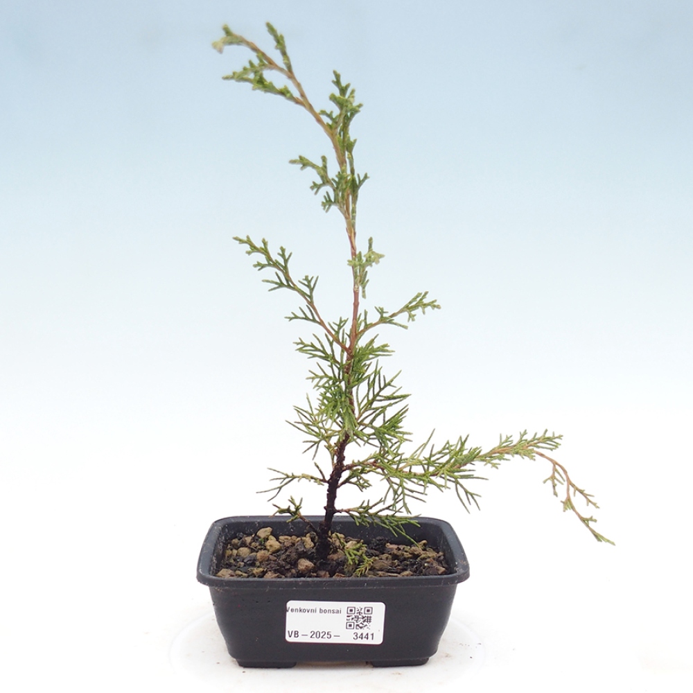 Bonsai für draußen - Juniperus chinensis Itoigawa