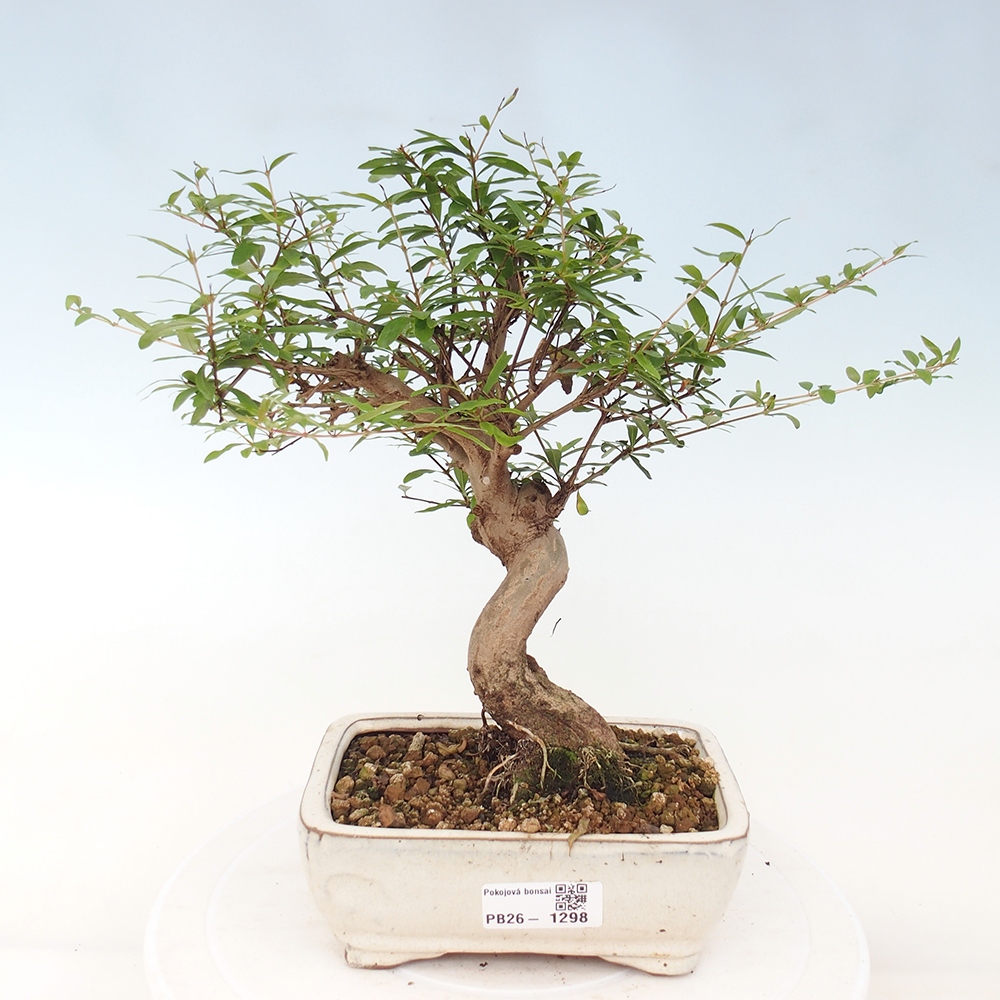 Zimmer-Bonsai-PUNICA granatum nana-Apfel-Granatapfel