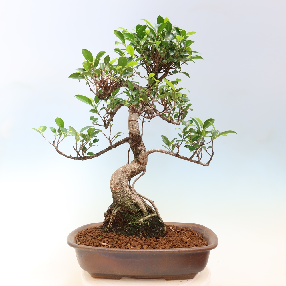 Zimmerbonsai - Ficus kimmen - Kleinblättriger Ficus