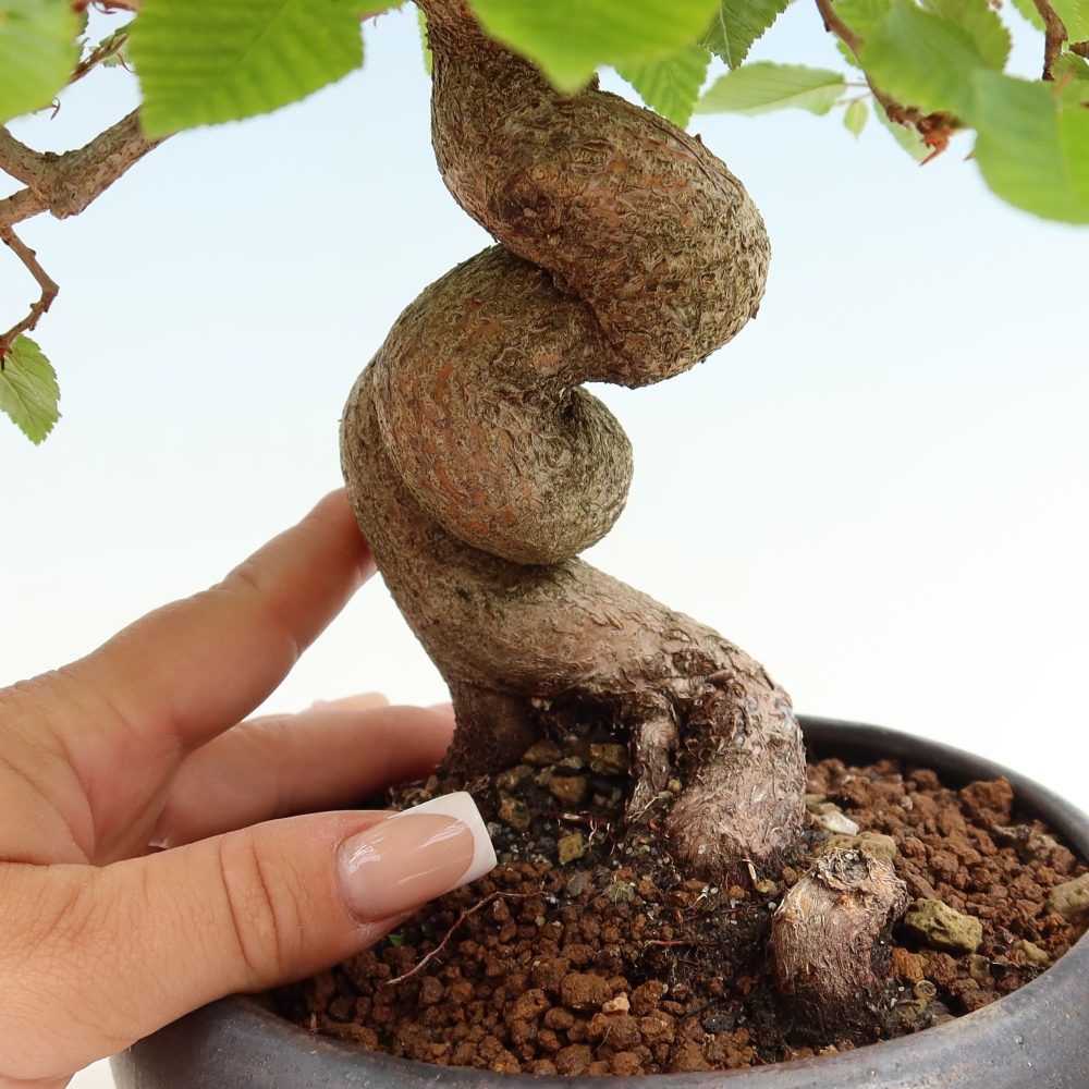 Bonsai für draußen - Karpinus Coreana - Koreanische Hainbuche