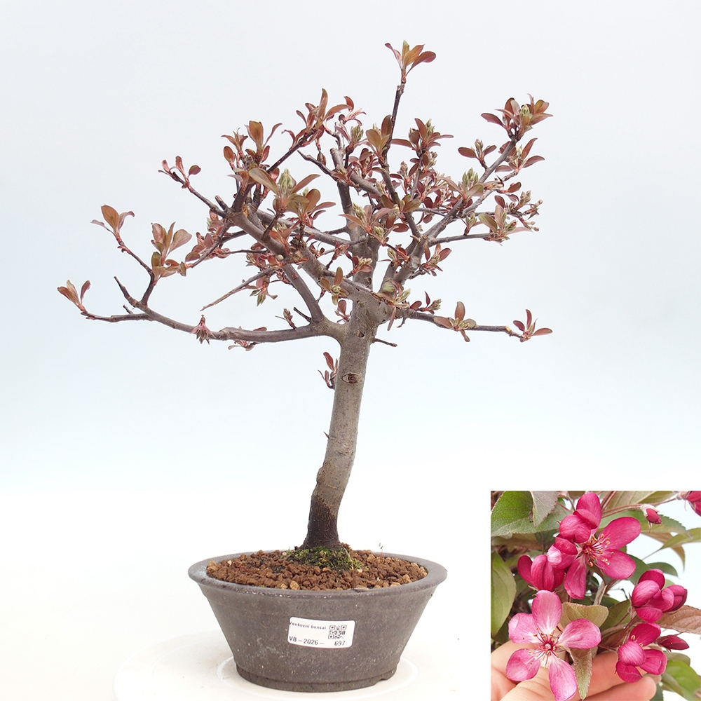 Outdoor-Bonsai -Malus domestica - Kleinfrüchtiger rotblättriger Apfelbaum