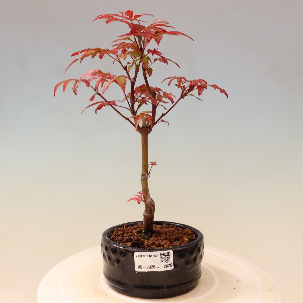 Bonsai für draußen - Acer-Palme. Atropurpureum-Javor palmate