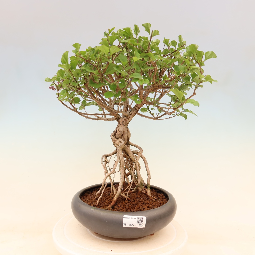 Bonsai für draußen - Syringa microphylla - Kleinblütiger Flieder