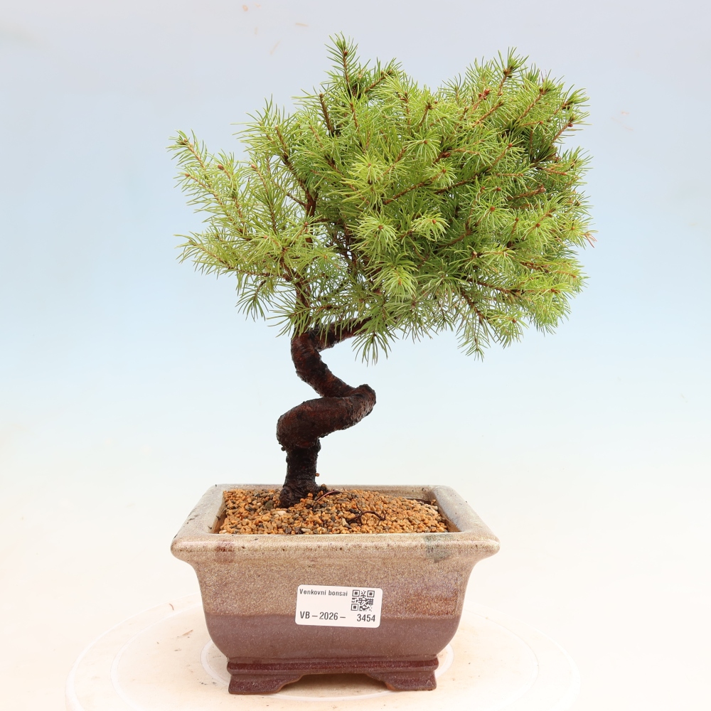 Bonsai für den Außenbereich – Graufichte – Picea glauca Globe