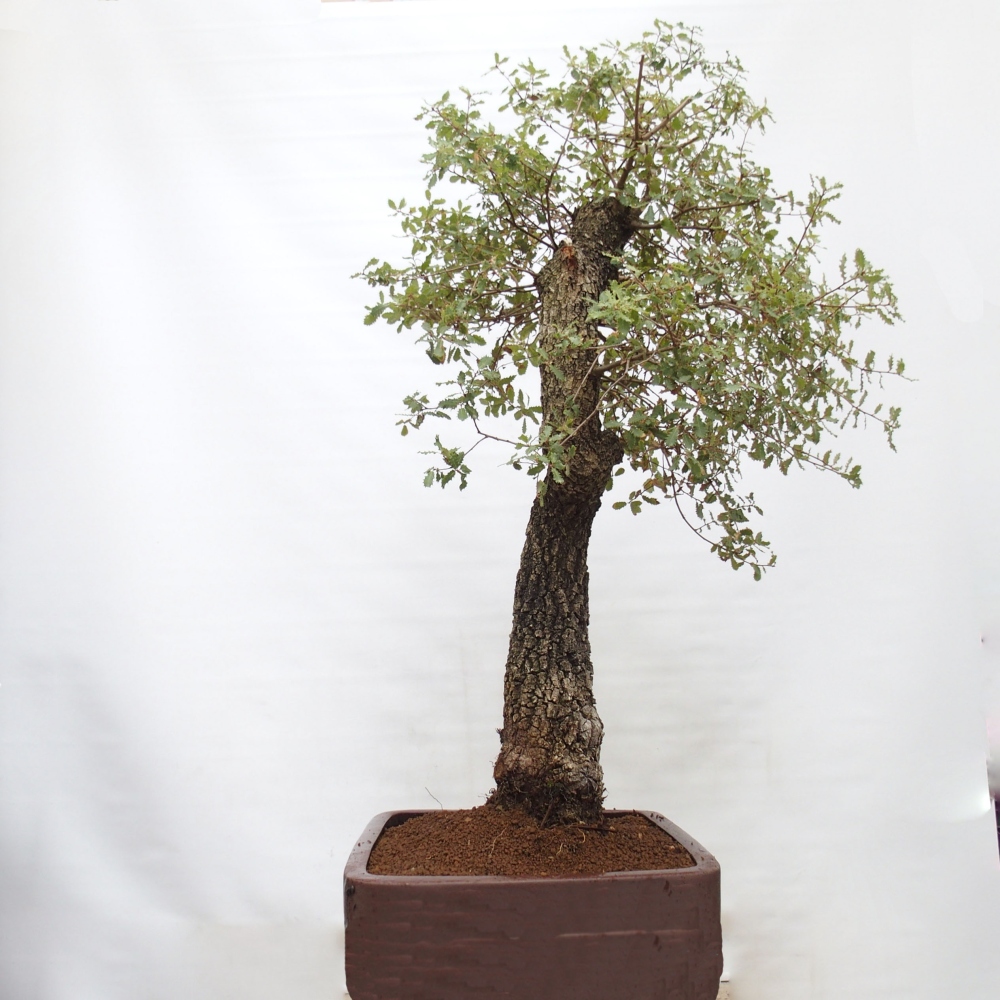 Yamadori - Quercus Ilex - Eichenstechpalme