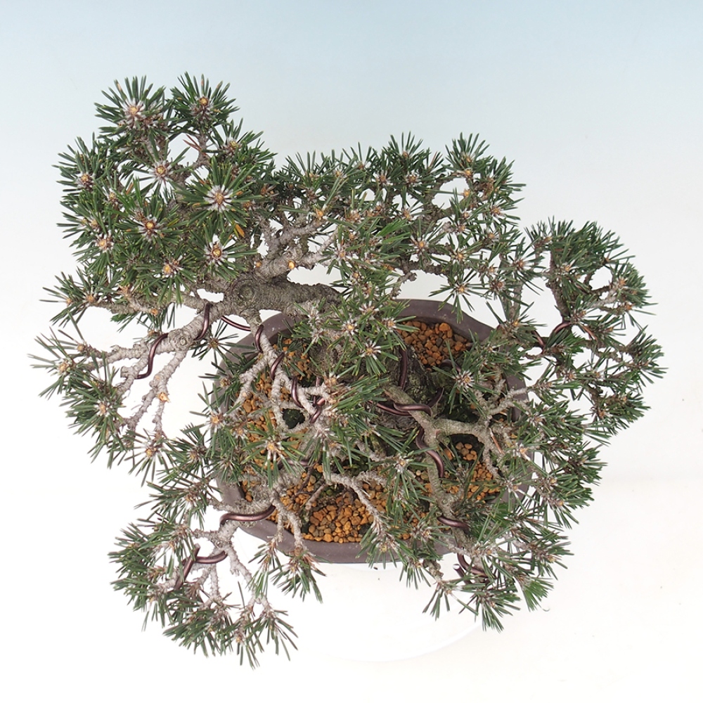 Bonsai für draußen - Pinus thunbergii Kotobuki - Thunberg-Kiefer