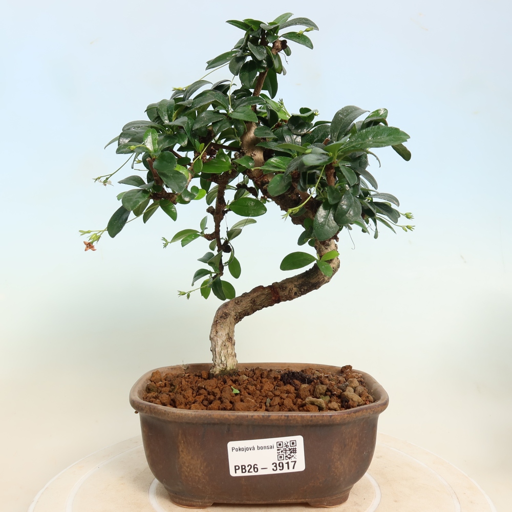 Zimmer-Bonsai - Carmona macrophylla - Tee-Fuki