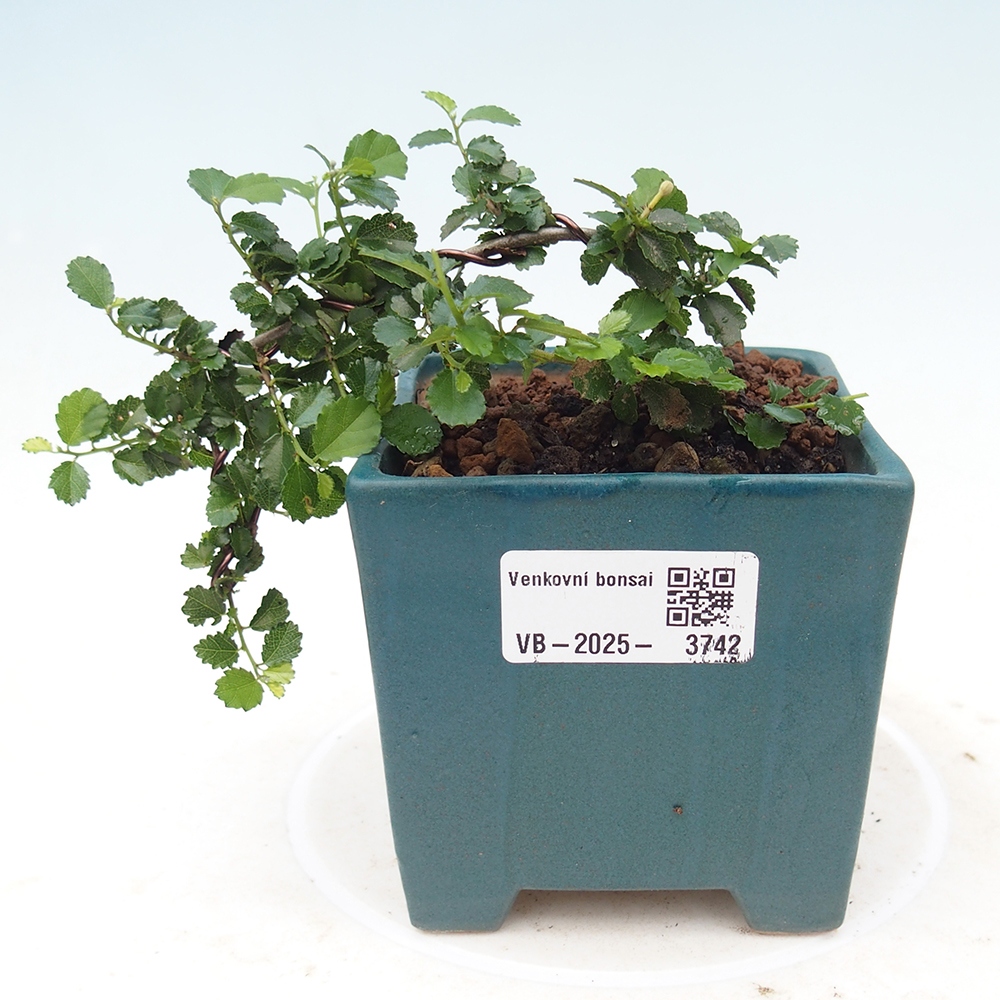 Zimmerbonsai - Grewia sp. - Grewia malafolia