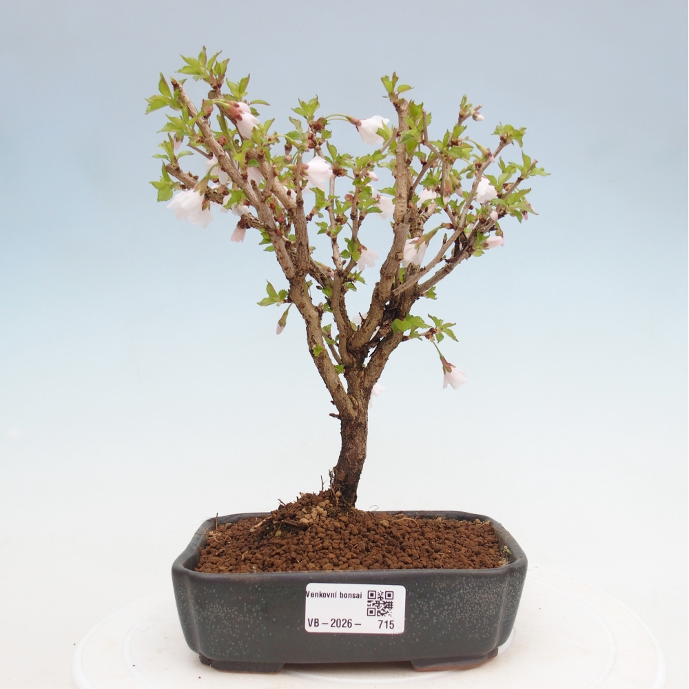 Bonsai für draußen - Prunus incisa Kojou-no mai-Plivon ausgeschnitten