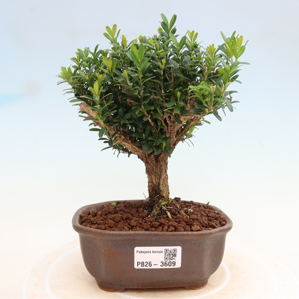 Zimmer Bonsai - Buxus harlandii - Korkbuxus