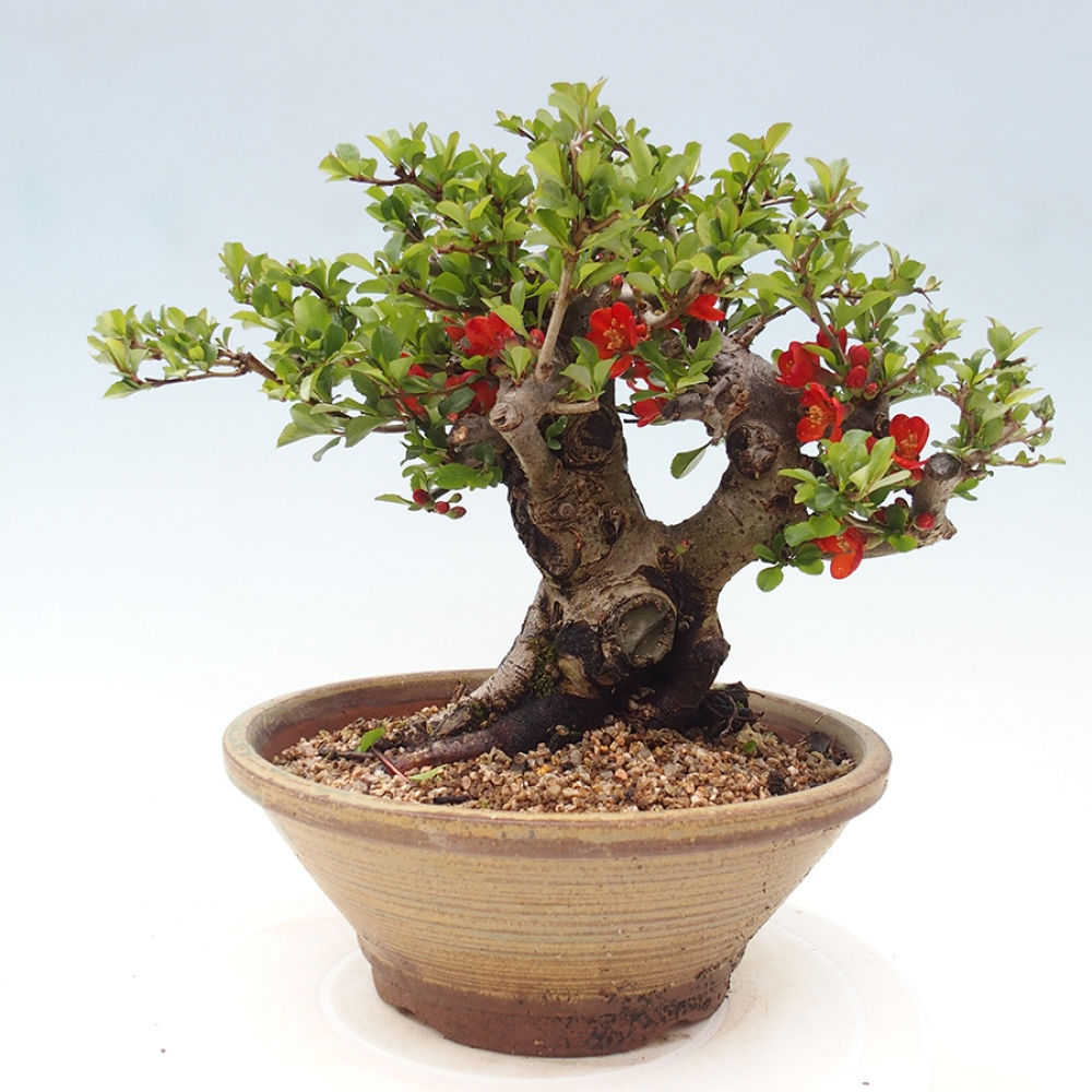 Bonsai für draußen - Chaneomeles speciosa - Quitte