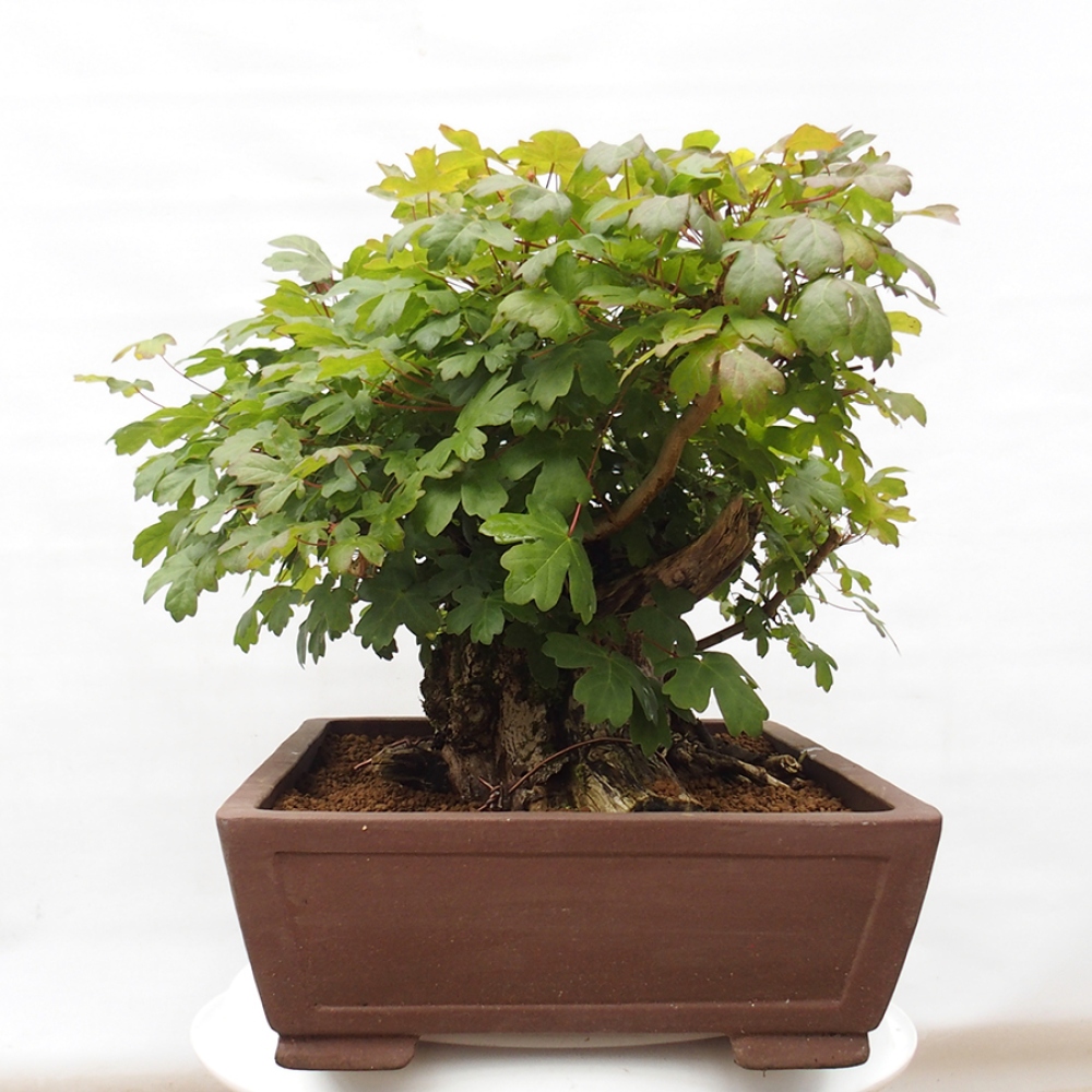 Bonsai für draußen -Javor babyka - Acer campestre