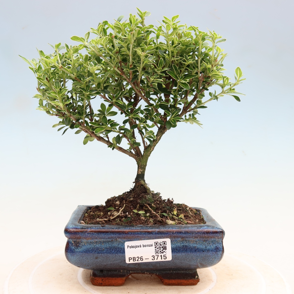 Zimmerbonsai - Serissa foetida Variegata - Baum der Tausend Sterne
