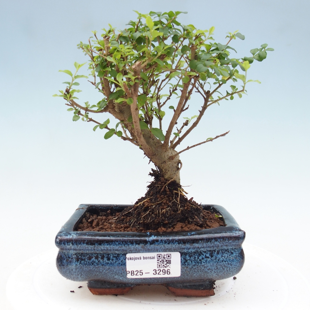 Zimmer Bonsai -Ligustrum chinensis - Vogelschnabel