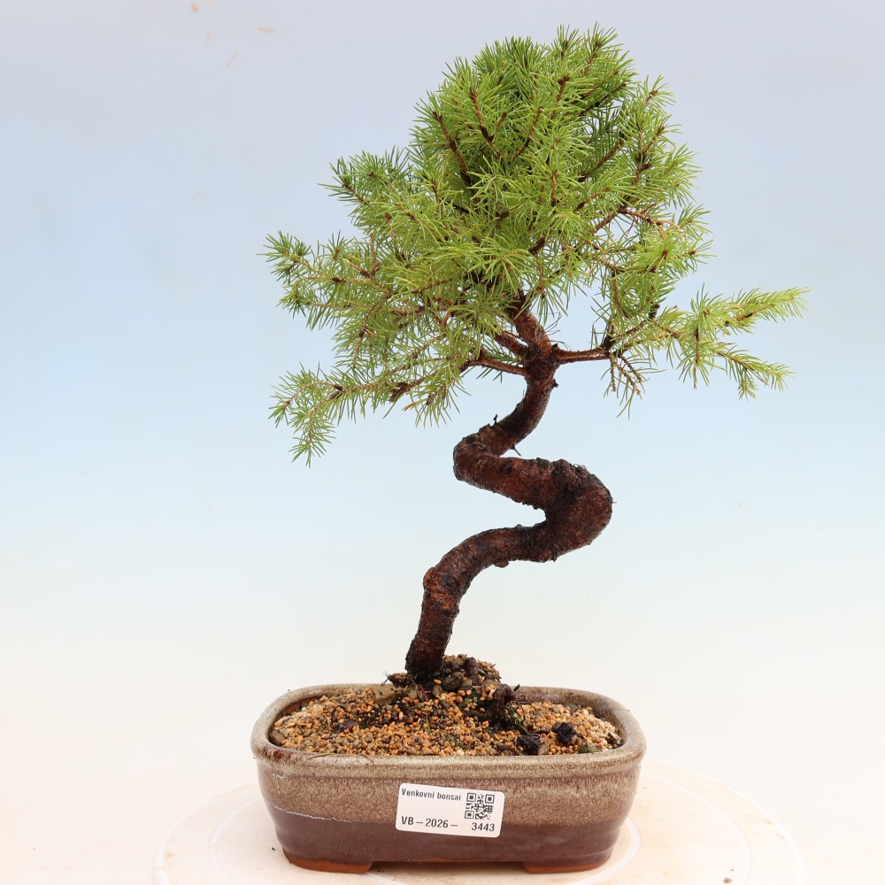 Bonsai für den Außenbereich – Graufichte – Picea glauca Globe