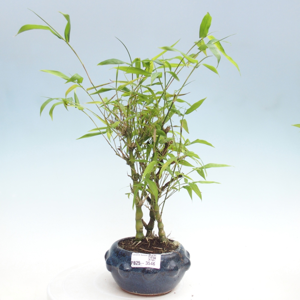Zimmer Bonsai - Bambus budha-Bambus budha bauch