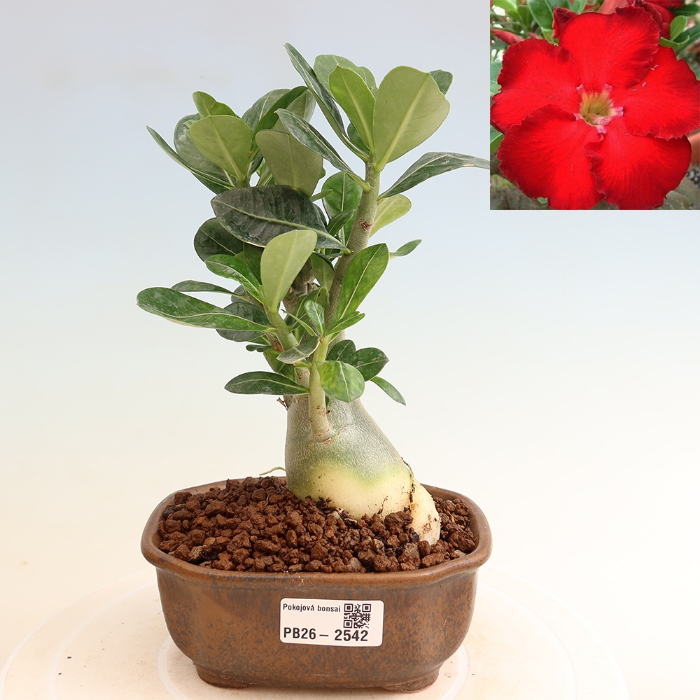 Zimmerbonsai – Adenium obesum „Red Star“ – Wüstenrose