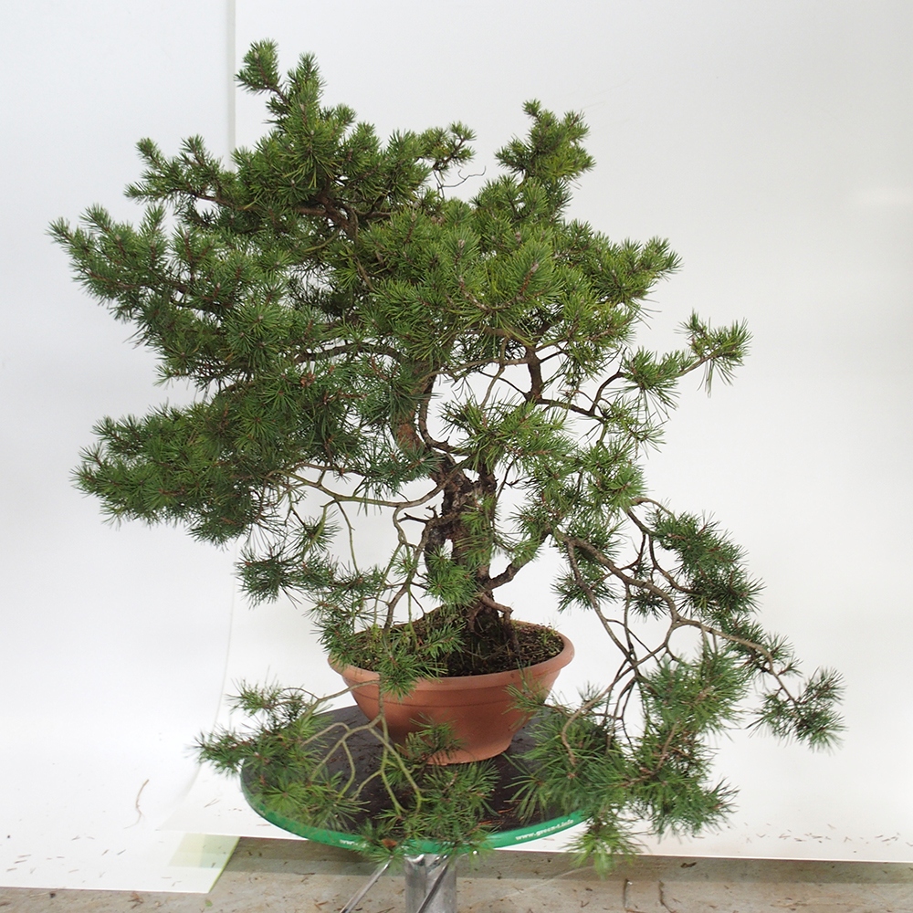 Yamadori - Pinus sylvestris Spanien