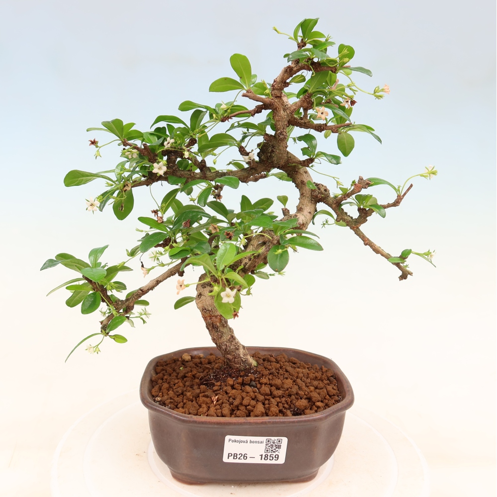 Zimmer-Bonsai - Carmona macrophylla - Tee-Fuki