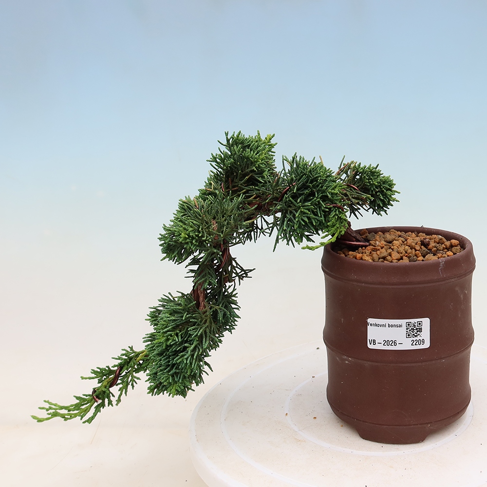 Bonsai für draußen - Juniperus chinensis Kishu