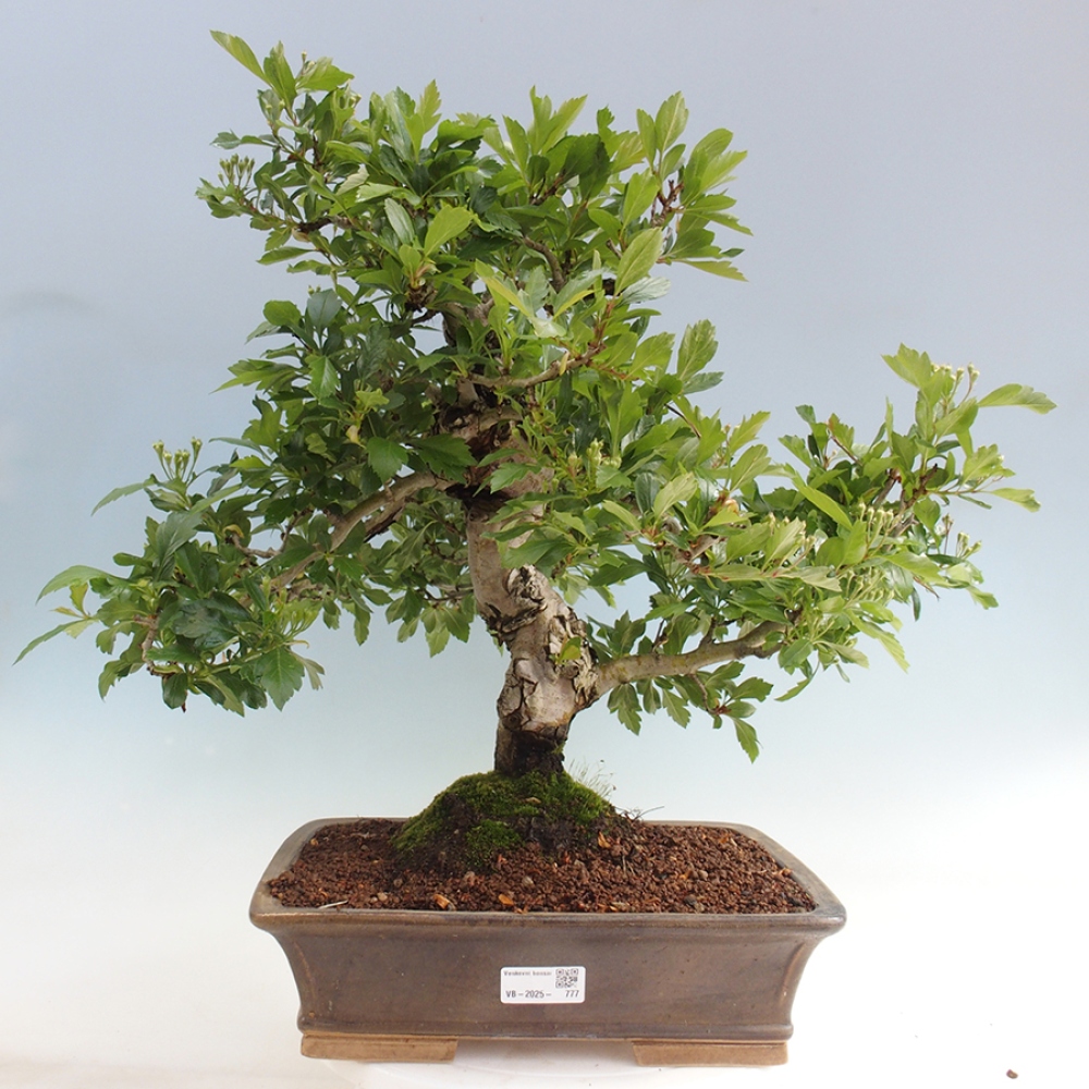 Bonsai für draußen - Weißdorn - Crataegus cuneata