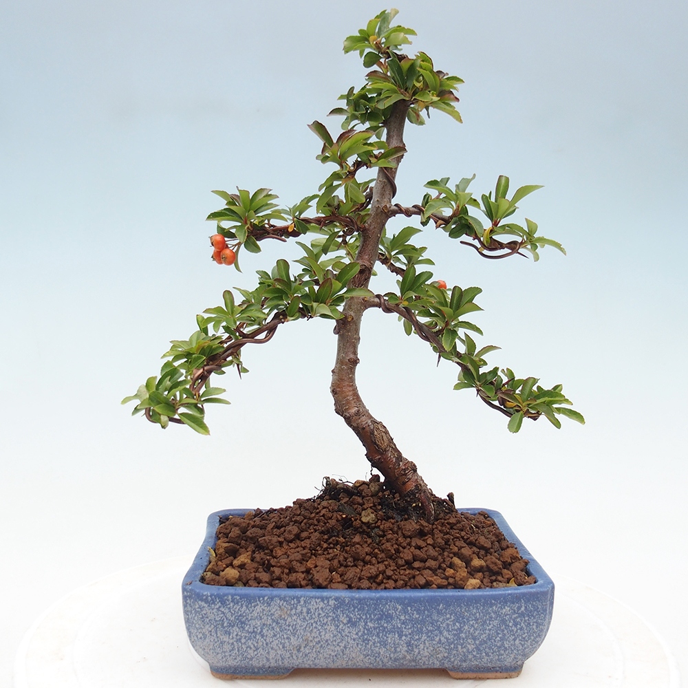 Freiland-Bonsai-Pyracantha Teton -Hlox