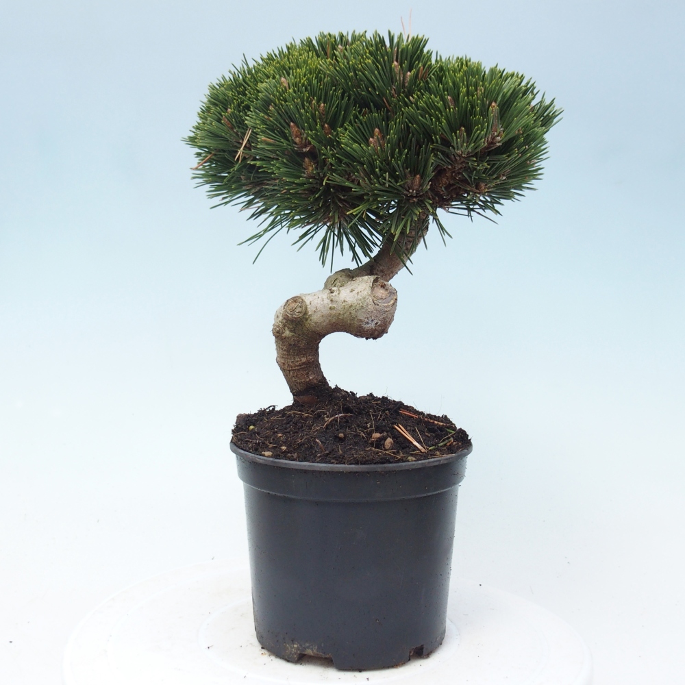 Bonsai für draußen - Pinus thunbergii senjyumaru - Thunberg-Kiefer