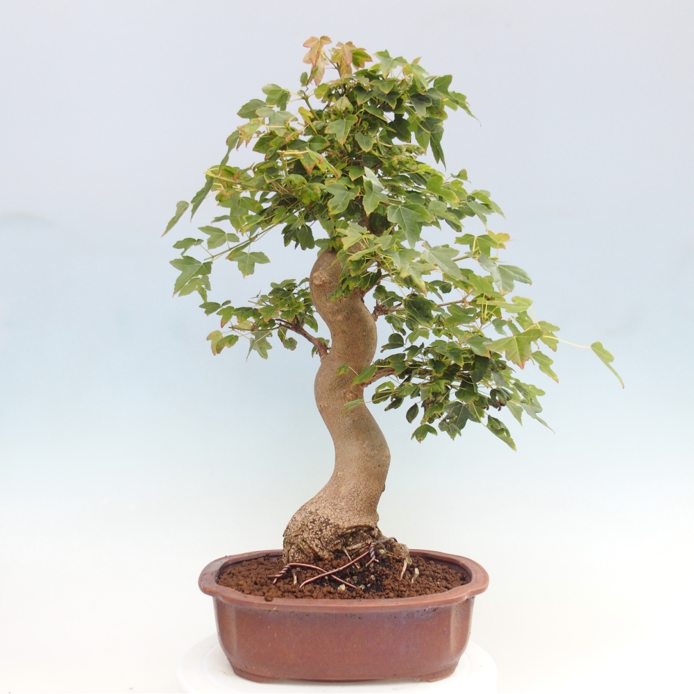 Bonsai für draußen - Acer Buergerianum - Bergahorn