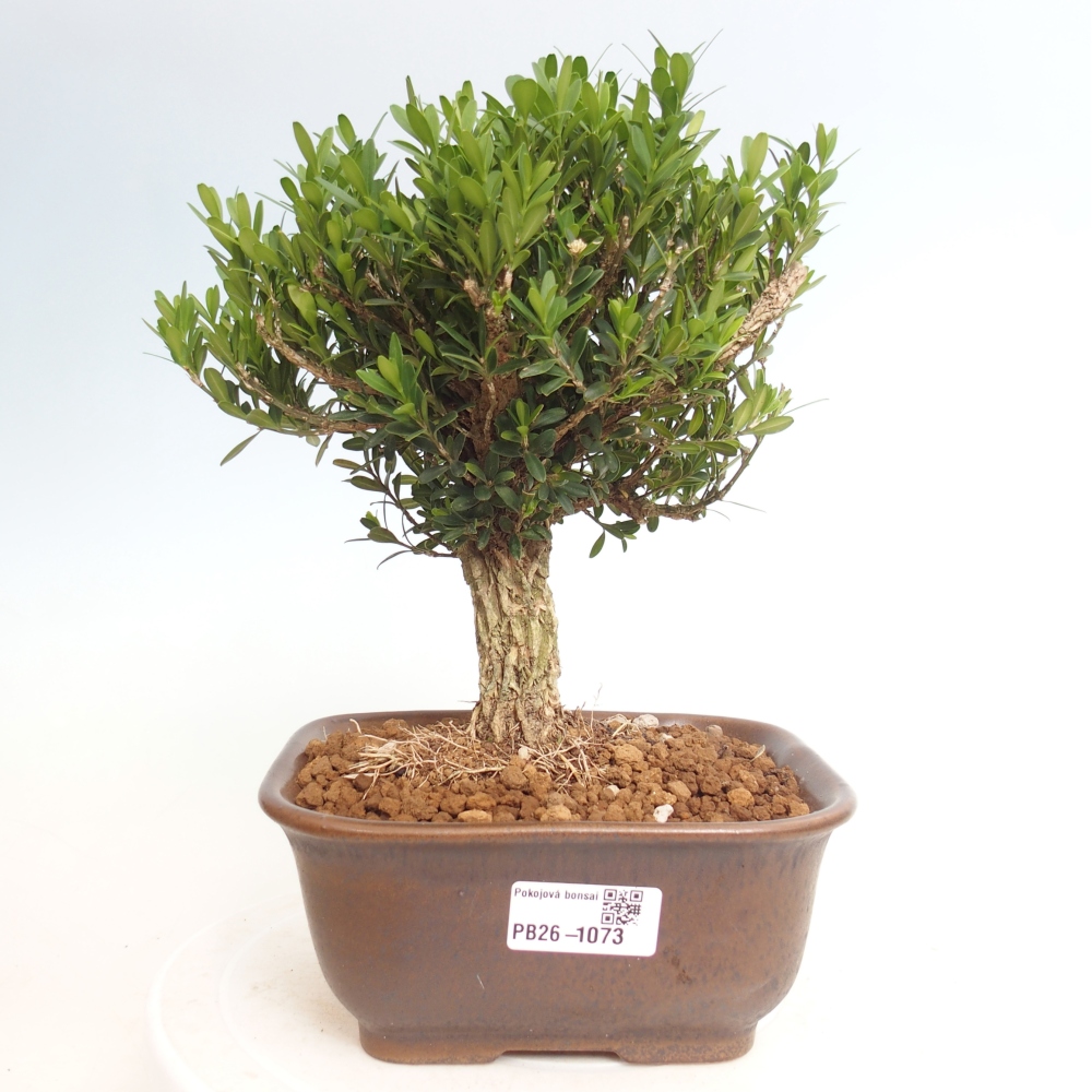 Zimmer Bonsai - Buxus harlandii - Korkbuxus