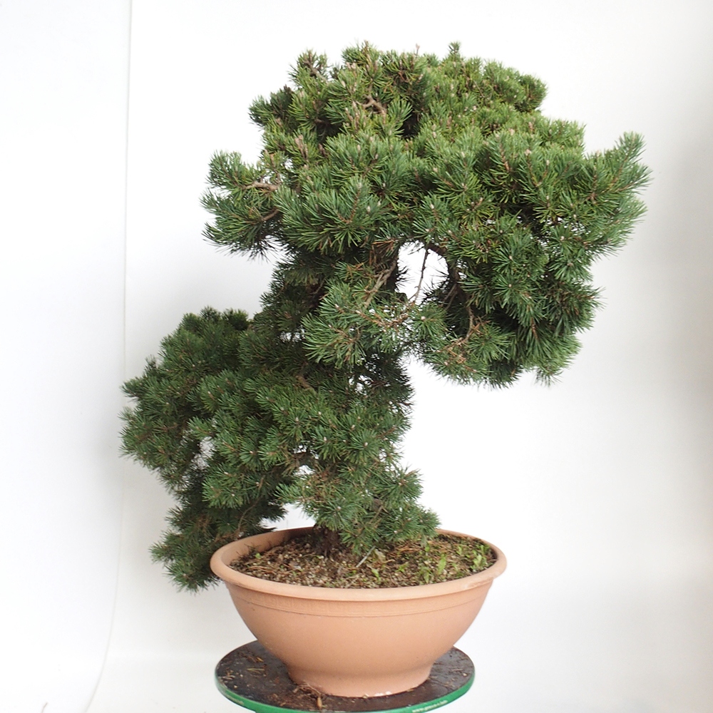 Yamadori - Pinus sylvestris Spanien