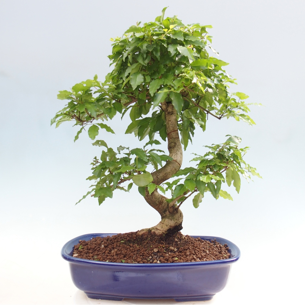 Zimmer Bonsai -Ligustrum chinensis - Vogelschnabel