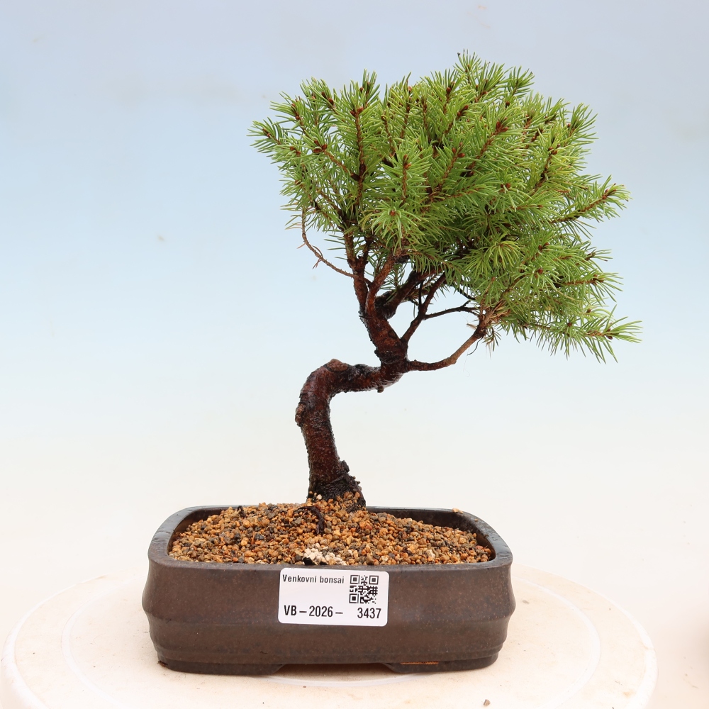 Bonsai für den Außenbereich – Graufichte – Picea glauca Globe