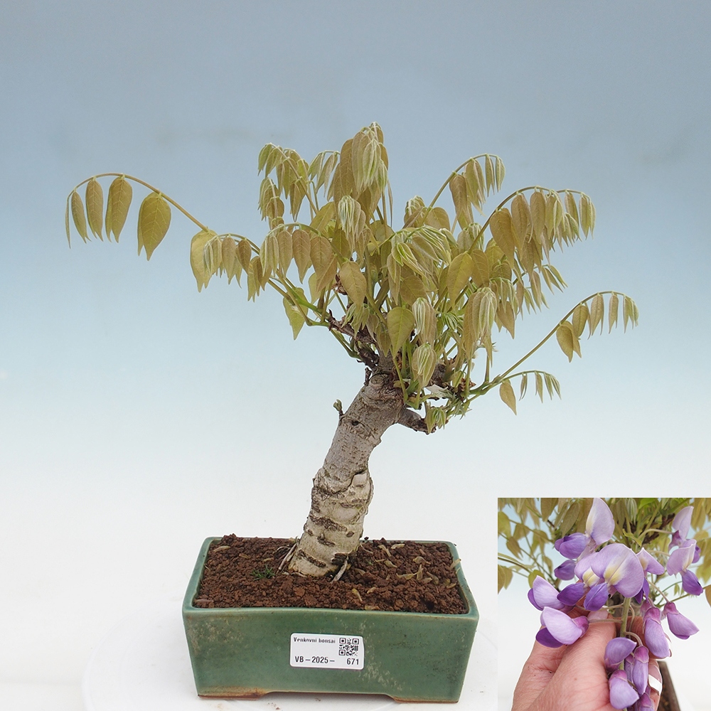 Bonsai für draußen - Wisteria floribunda