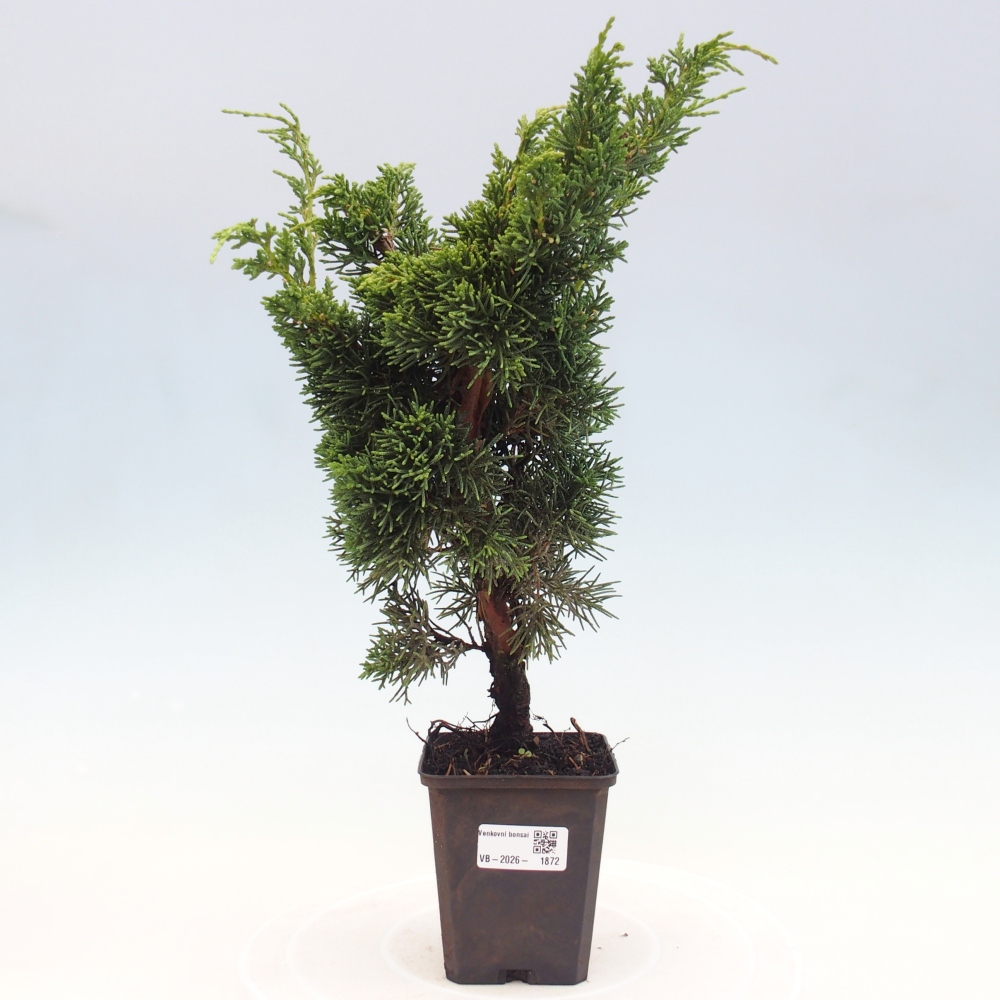 Bonsai für draußen - Juniperus chinensis Kishu