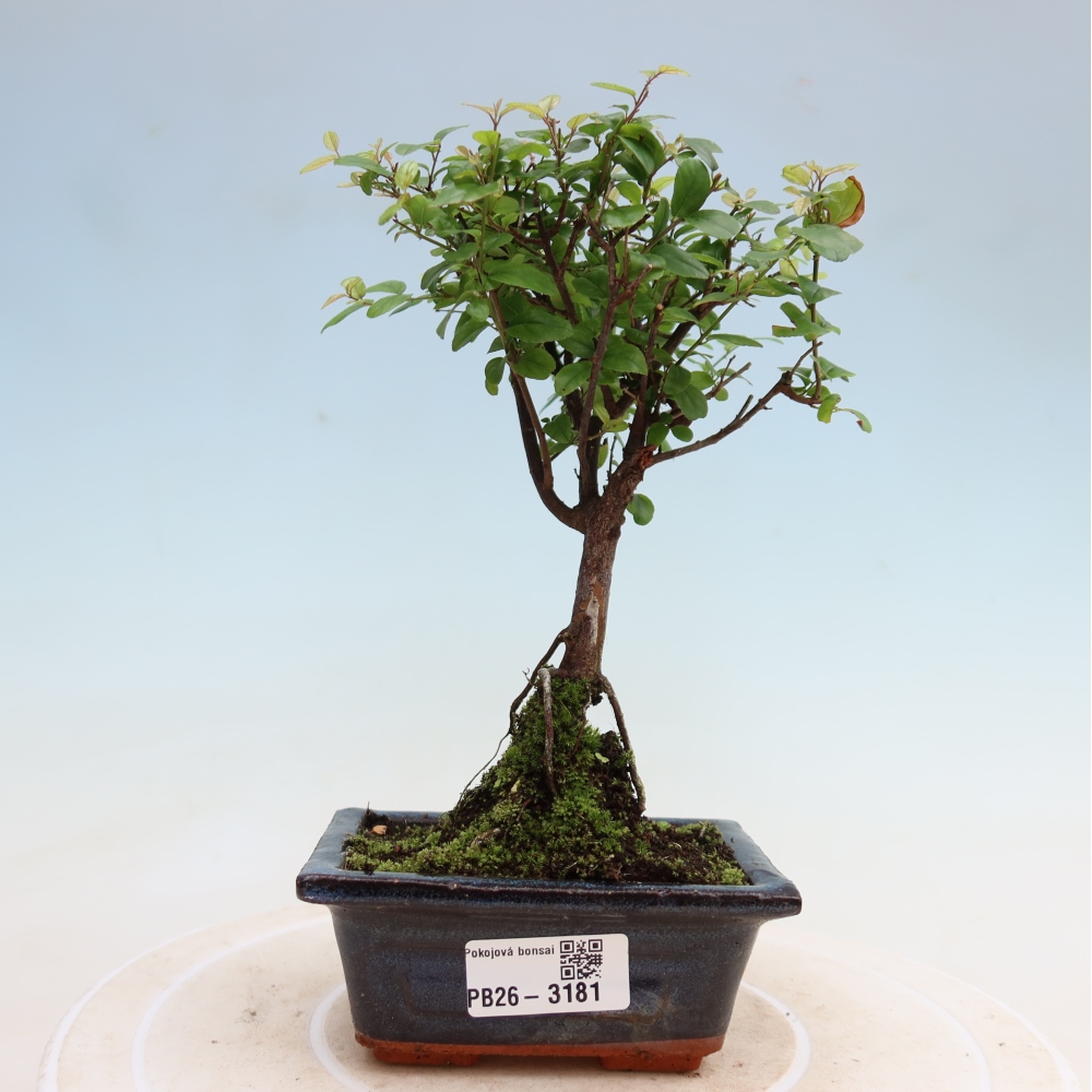 Zimmer Bonsai - Sageretia thea - Sageretia thea