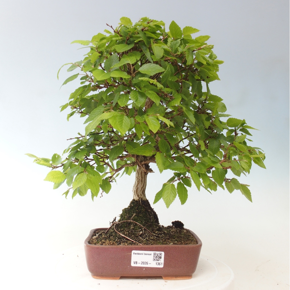 Bonsai für draußen -Carpinus CARPINOIDES - Koreanische Hainbuche