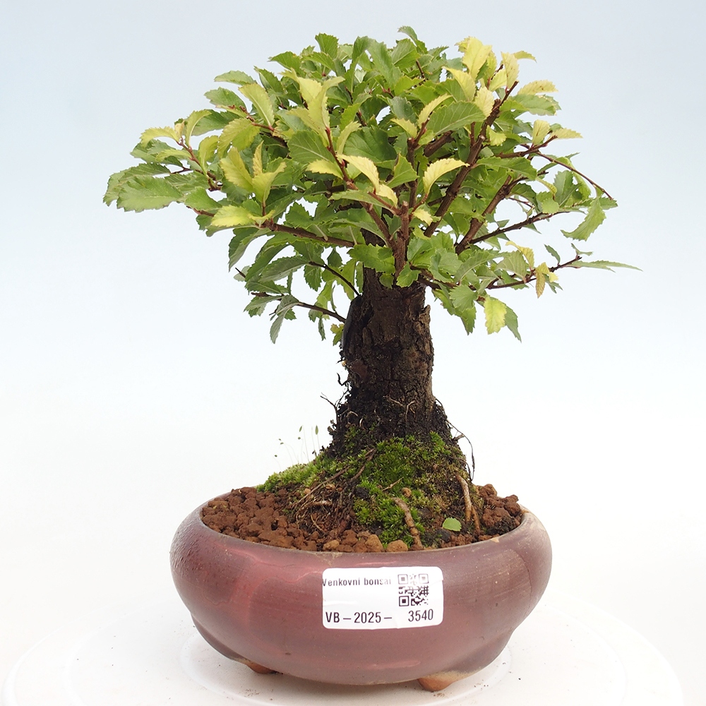 Bonsai für draußen - Zelkova - Zelkova NIRE