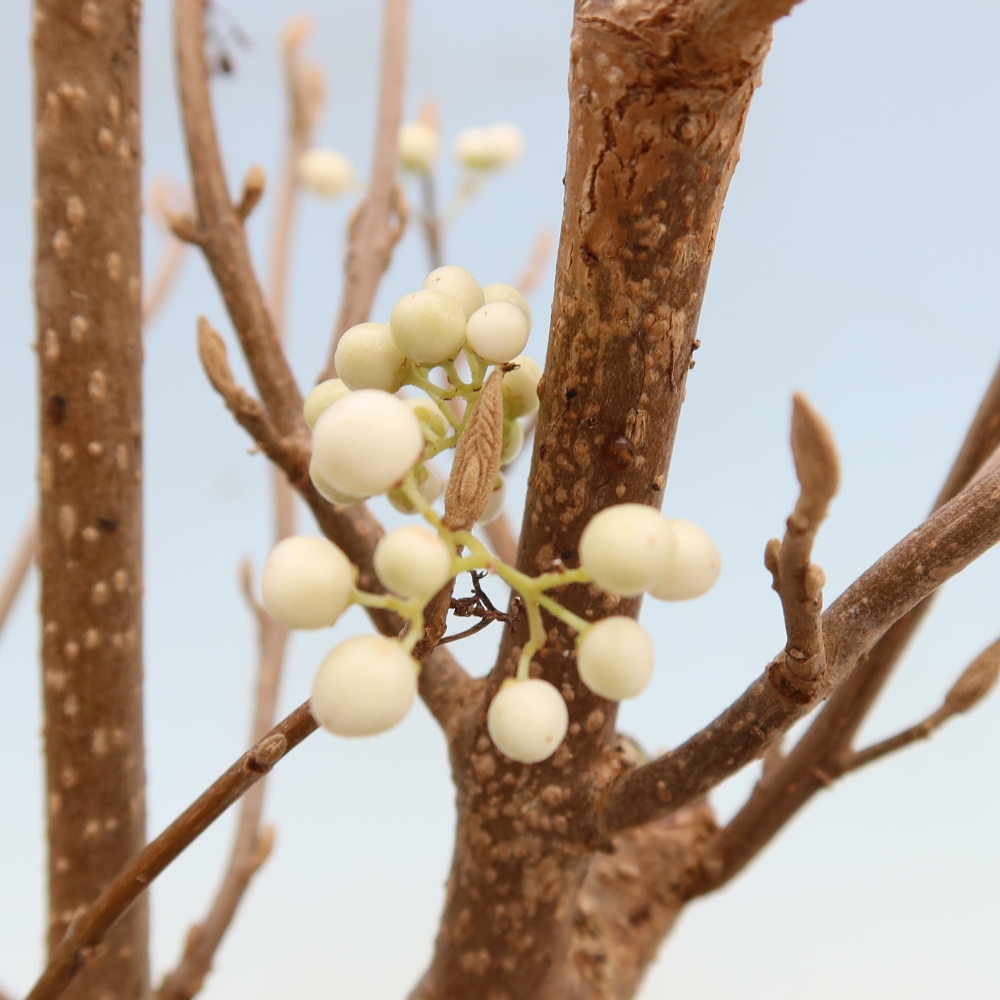 Bonsai für den Außenbereich – Callicarpa bodinieri „Snowqueen“ – Schönfrucht