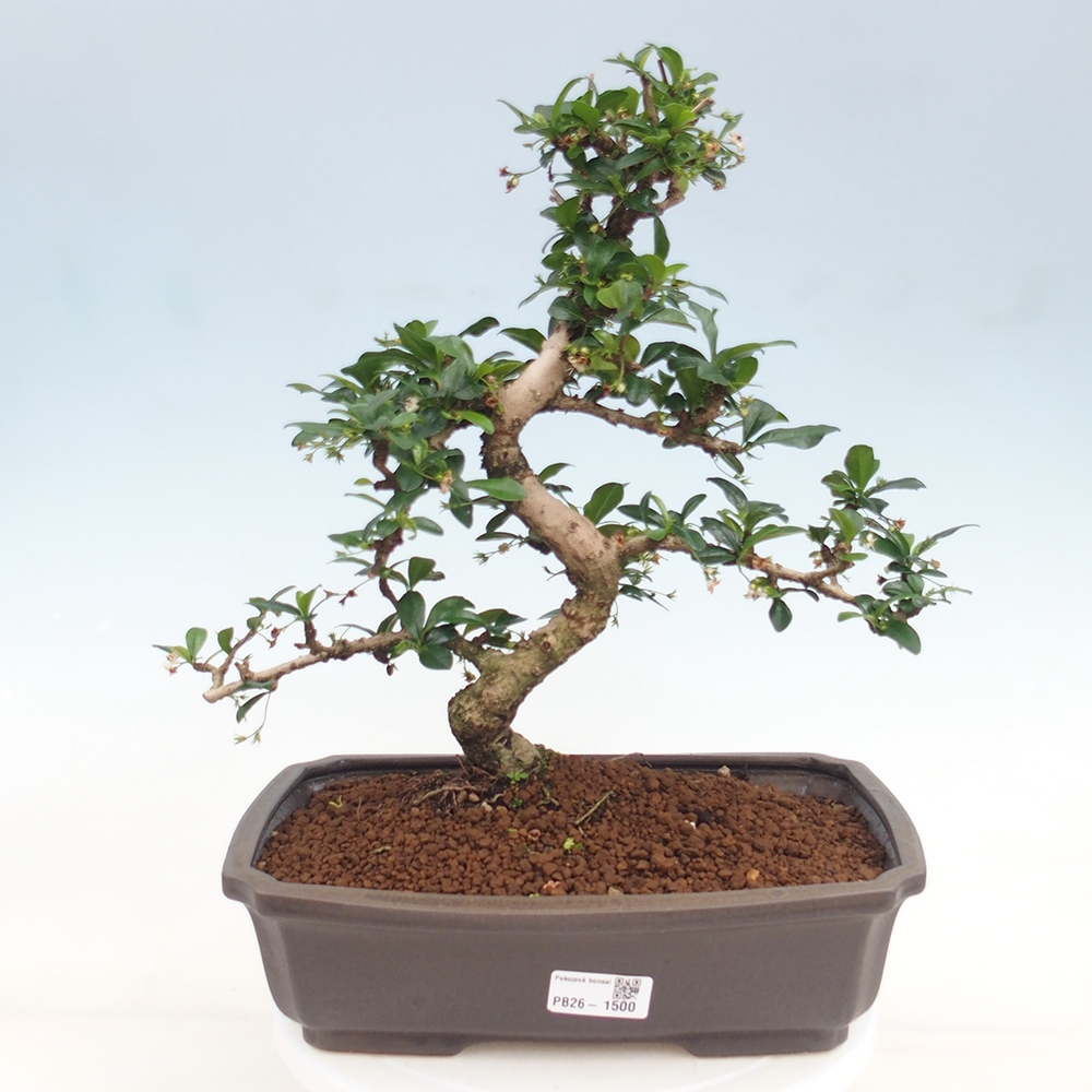 Zimmer-Bonsai - Carmona macrophylla - Tee-Fuki