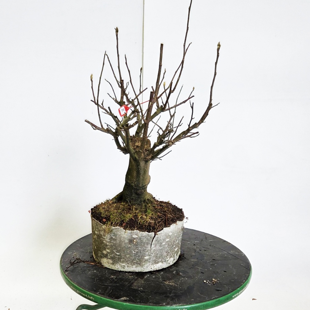 Bonsai für draußen - Magnolie - Šácholan