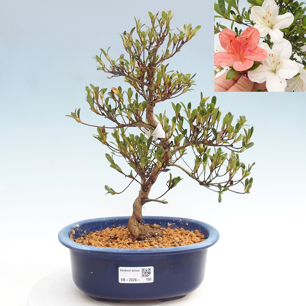 Bonsai für draußen - Japanische Azalee - Azalee Matsunami