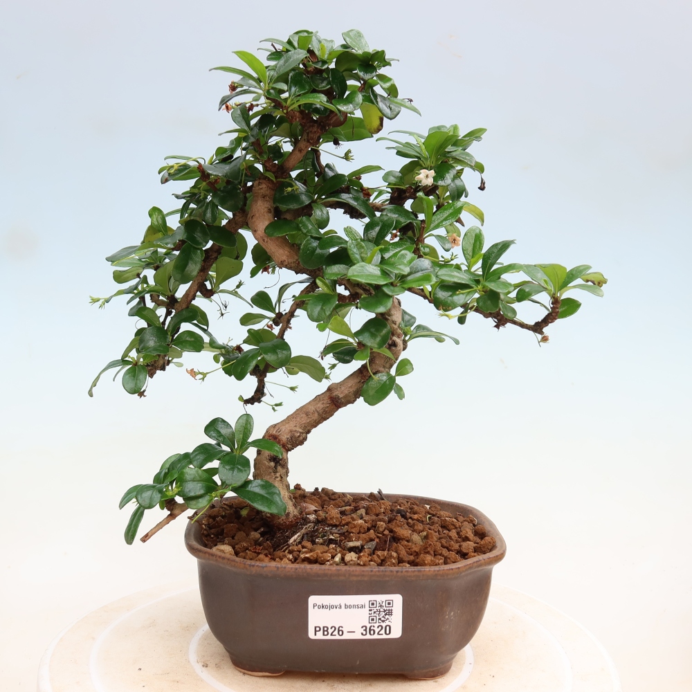 Zimmer-Bonsai - Carmona macrophylla - Tee-Fuki