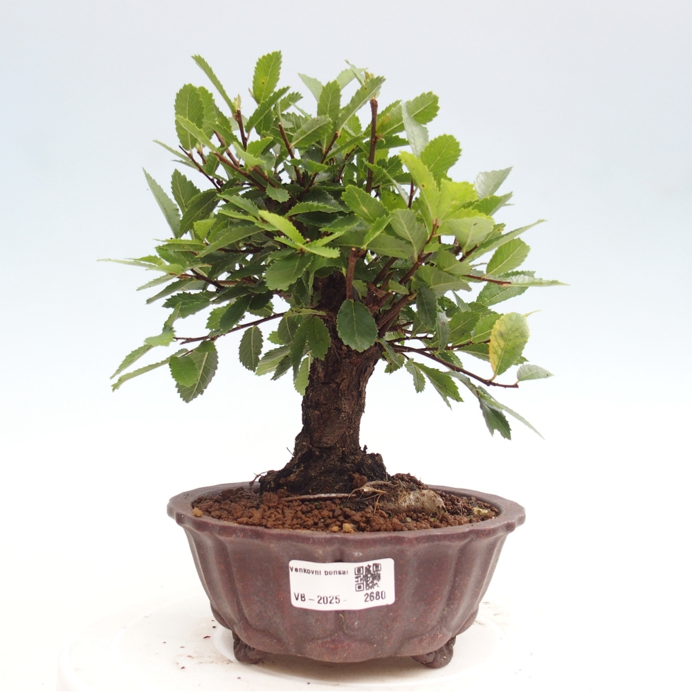 Bonsai für draußen - Zelkova - Zelkova NIRE